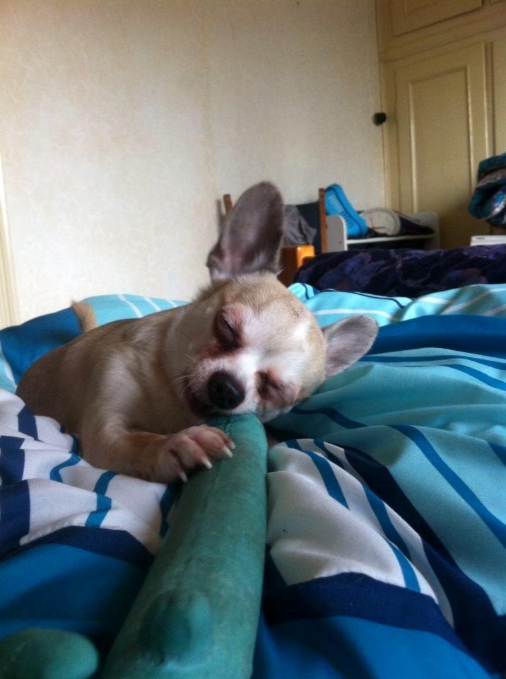 Chihuahua Kessler billede 35