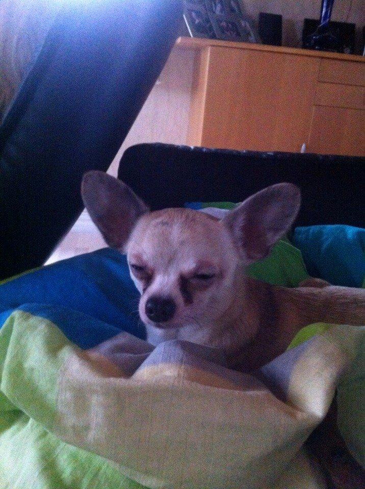 Chihuahua Kessler billede 36