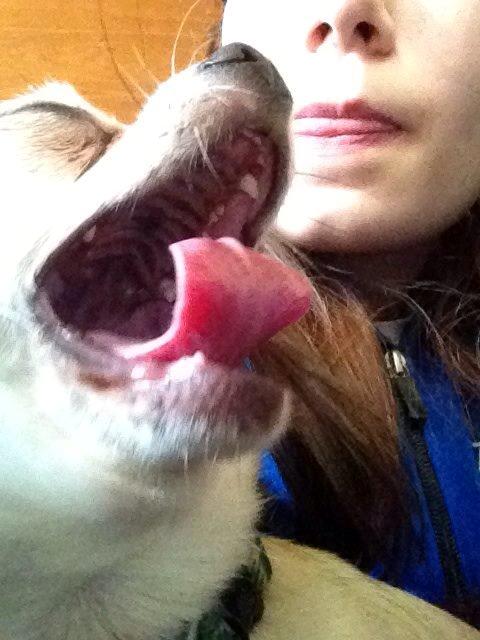Chihuahua Kessler billede 30