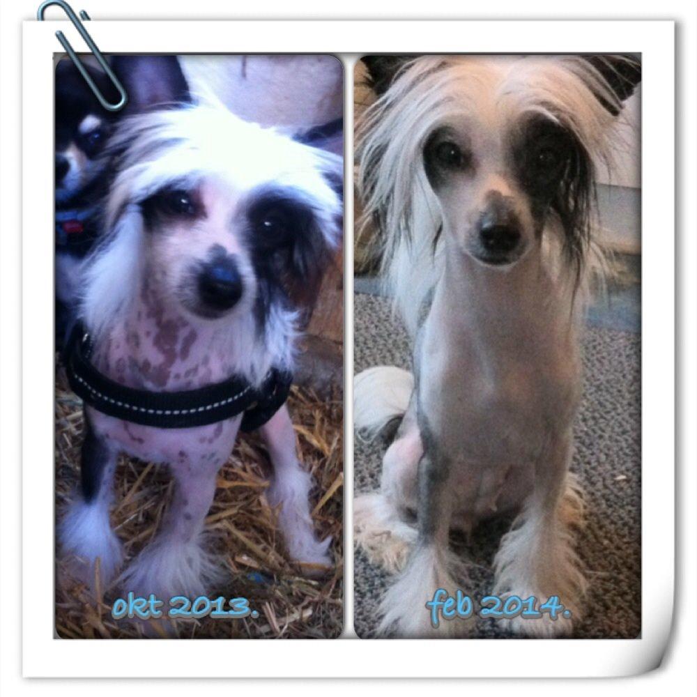 Chinese crested hårløs @ Mulan billede 14