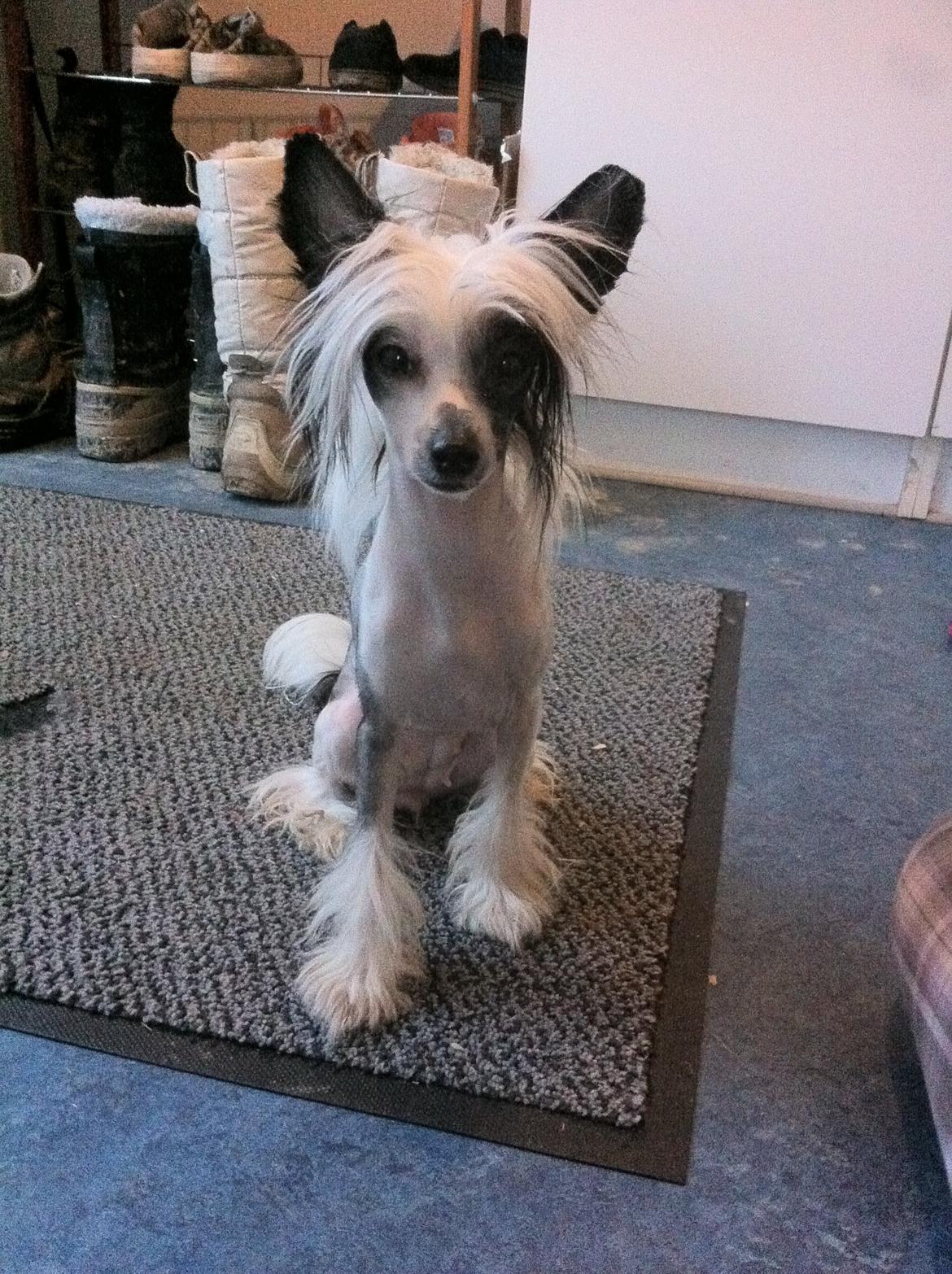 Chinese crested hårløs @ Mulan billede 3