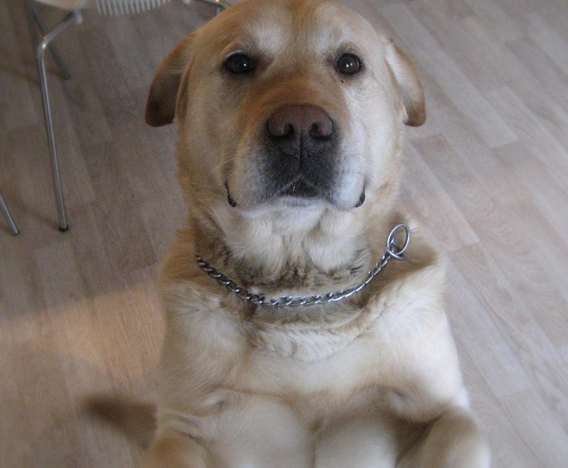 Labrador retriever Sniffer - Sidder pænt :) billede 2