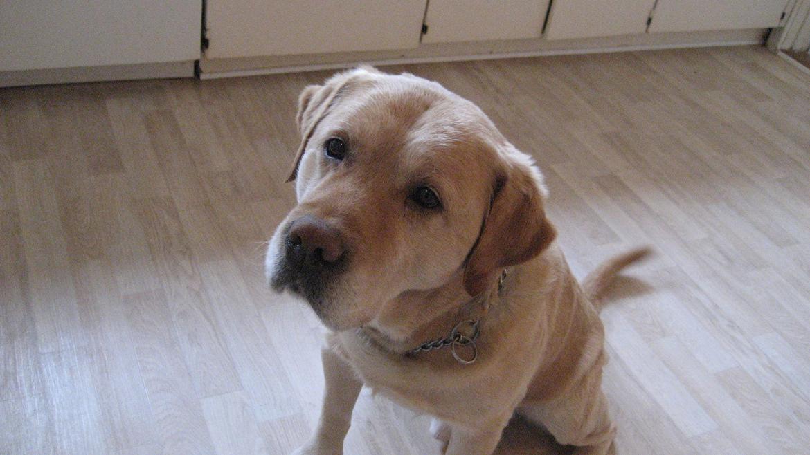 Labrador retriever Sniffer billede 11