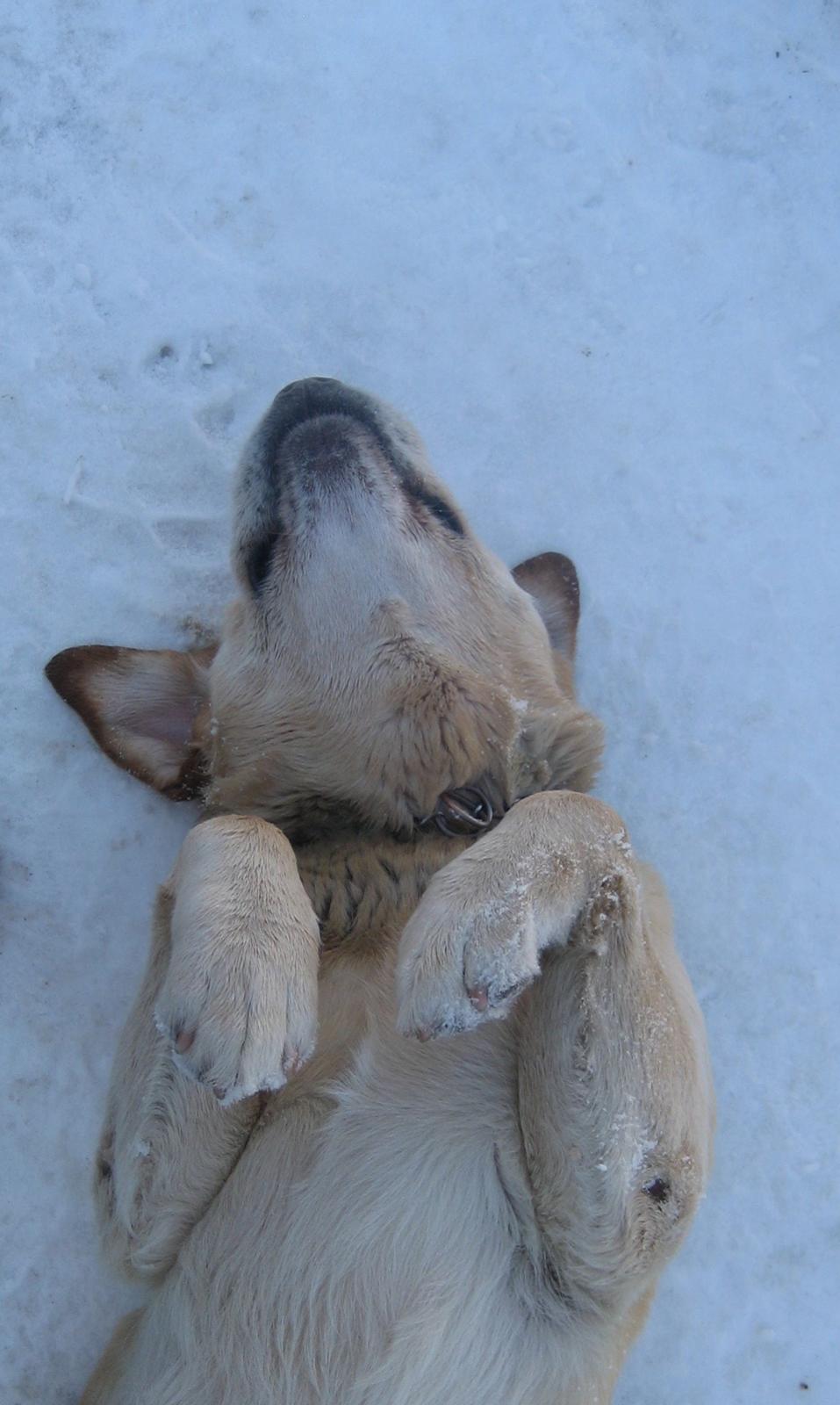 Labrador retriever Sniffer - Elsker sne! billede 4