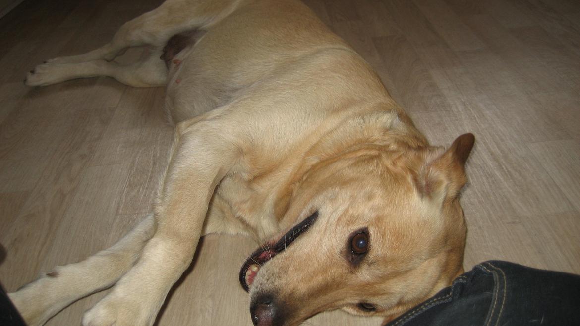 Labrador retriever Bessie - Hygge billede 5