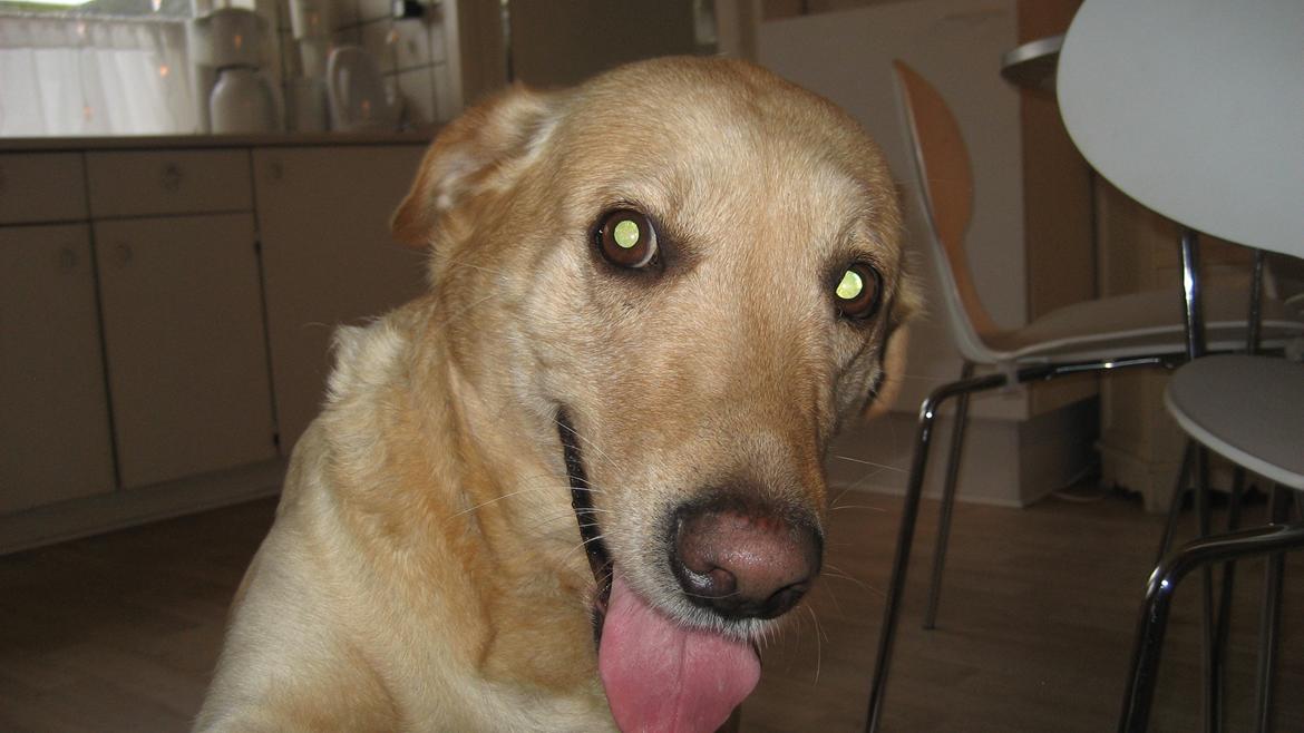 Labrador retriever Bessie - Fræk blik i øjet?... billede 9