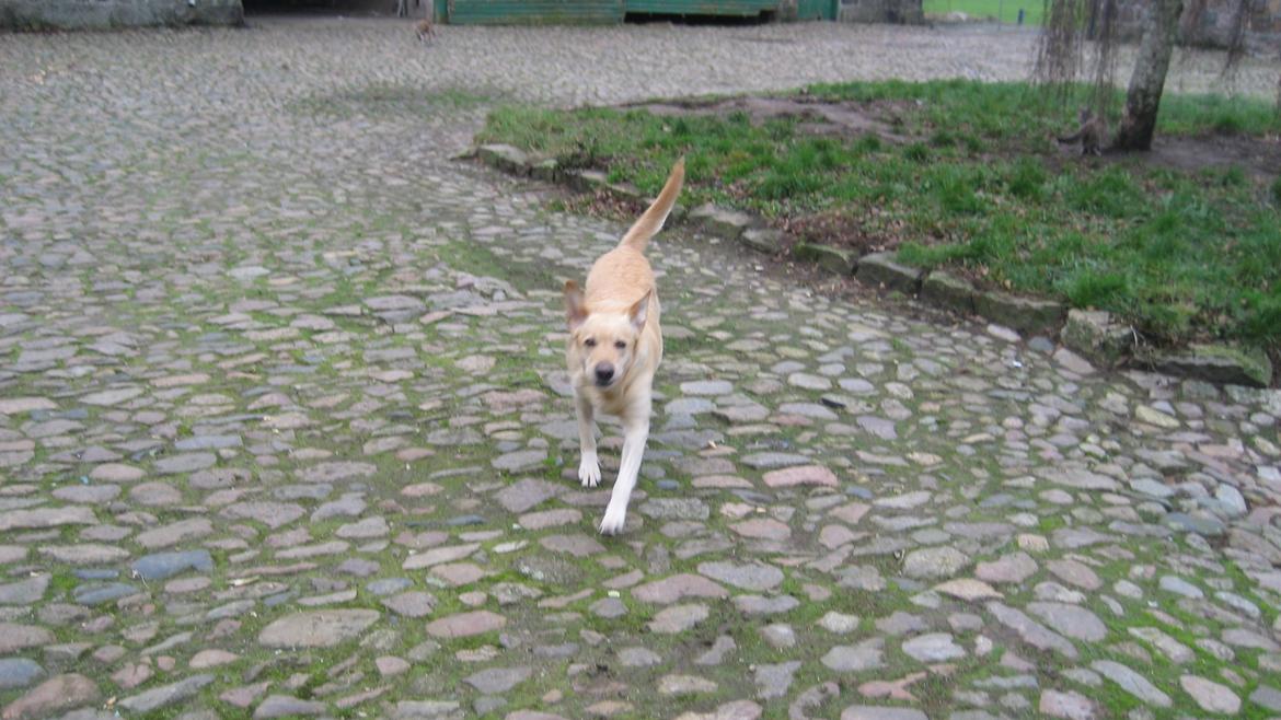 Labrador retriever Bessie - Løbe kan hun også billede 10
