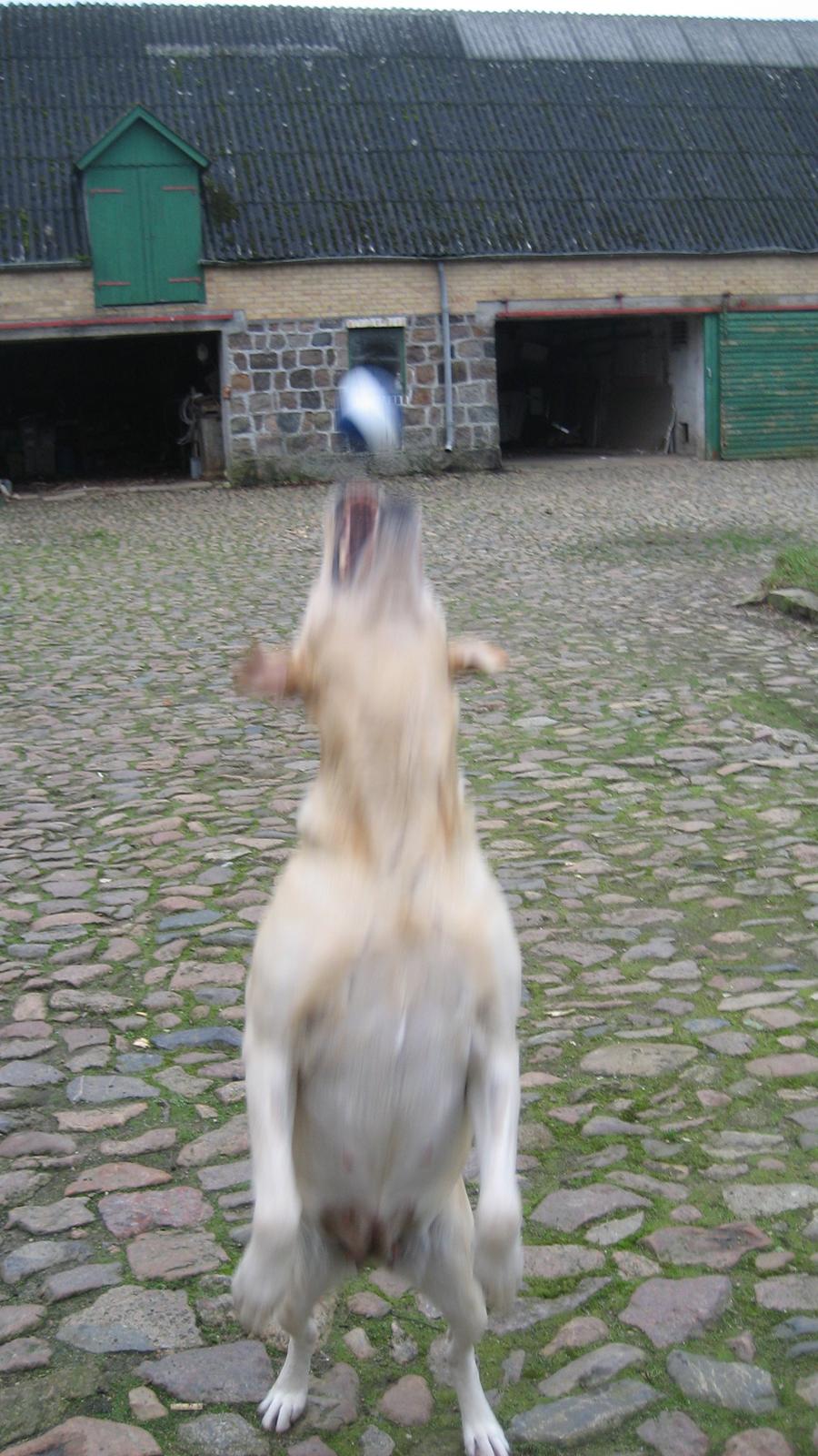 Labrador retriever Bessie - Den bold skal fanges! billede 12