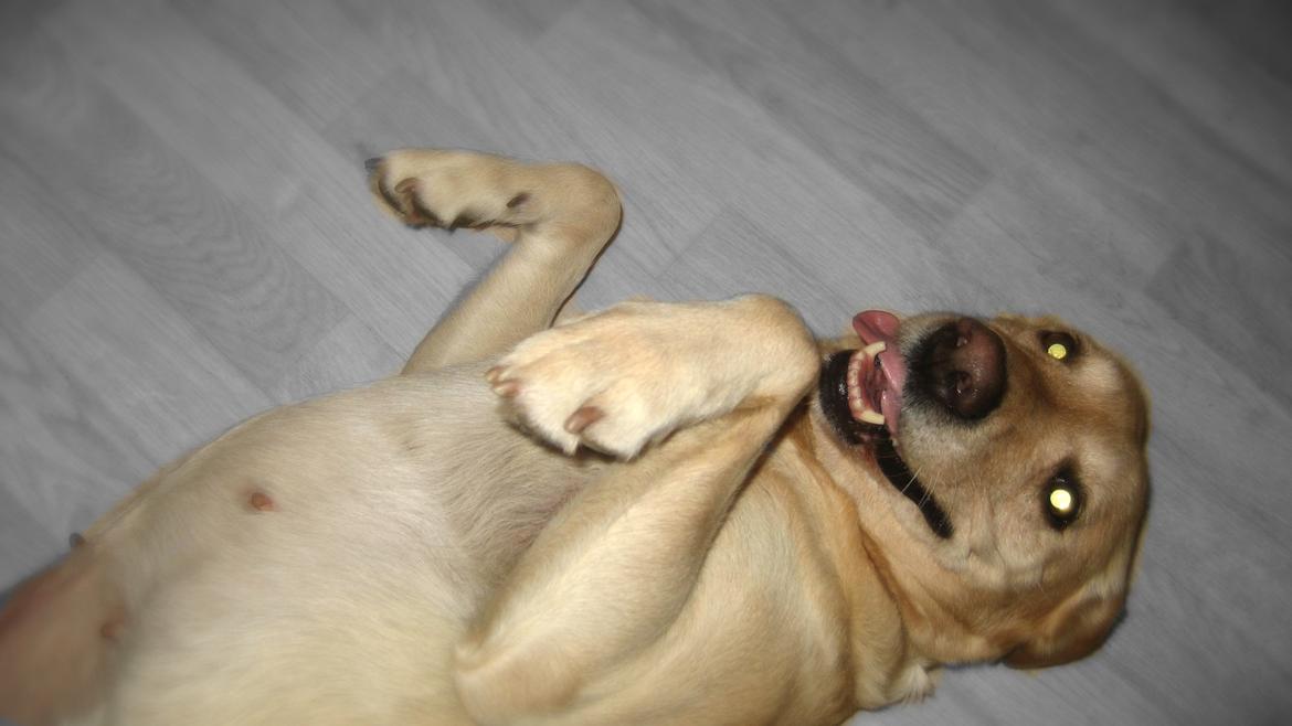 Labrador retriever Bessie - Glad hund! billede 4