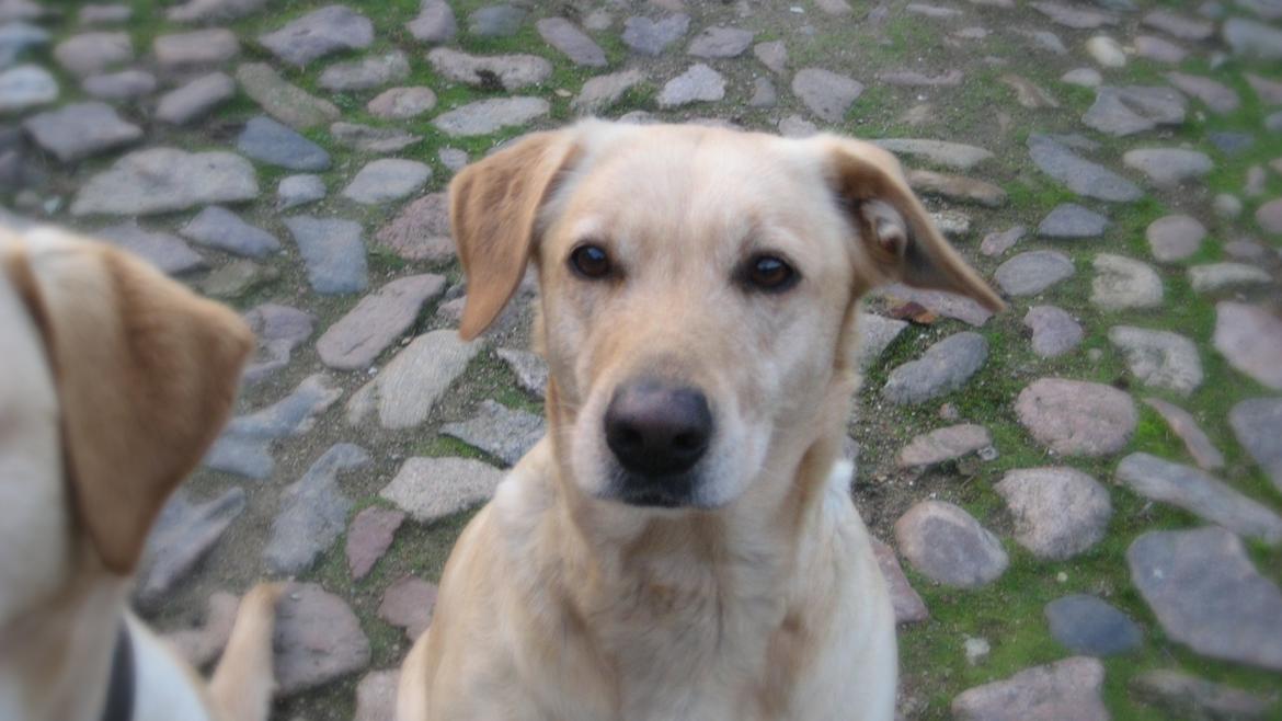 Labrador retriever Bessie billede 2