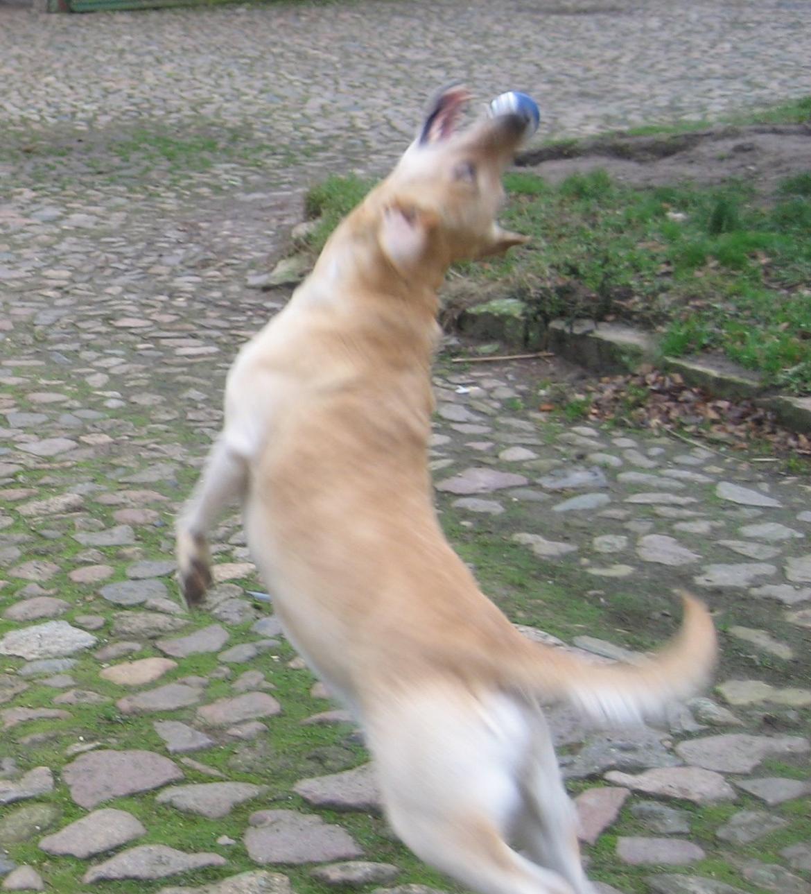 Labrador retriever Bessie - Smidig er hun! billede 14