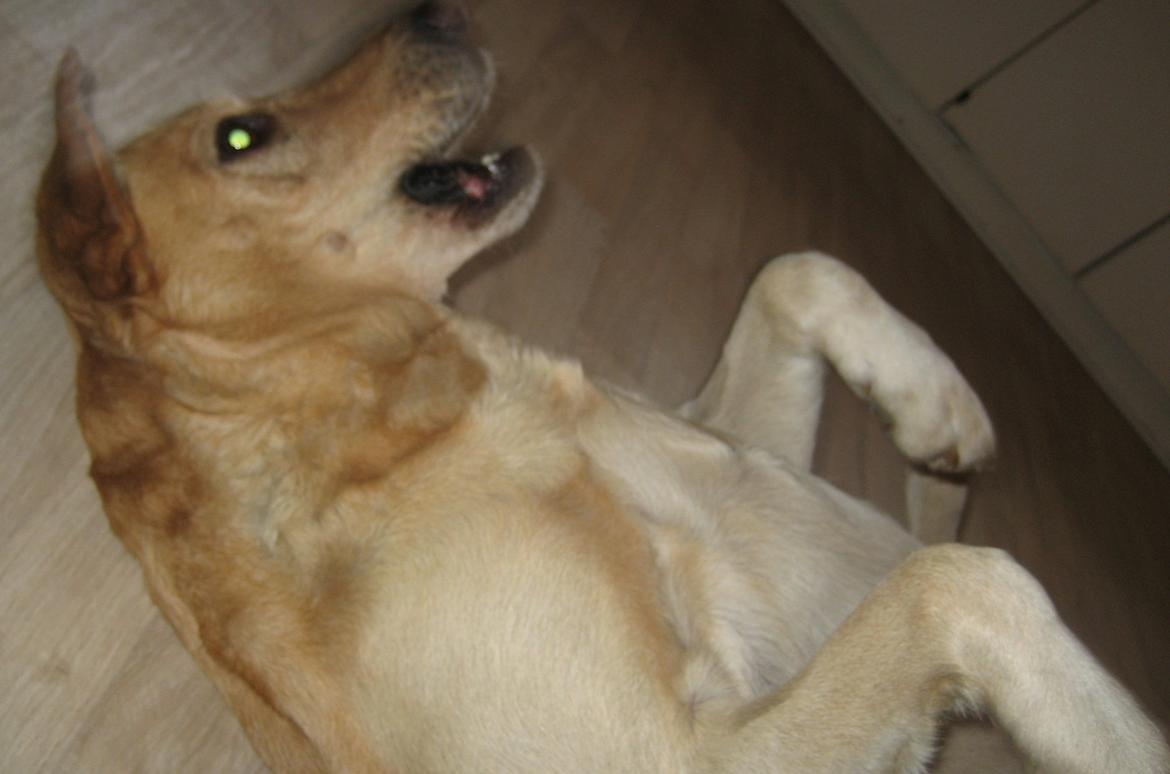 Labrador retriever Bessie - Rulle rulle billede 16