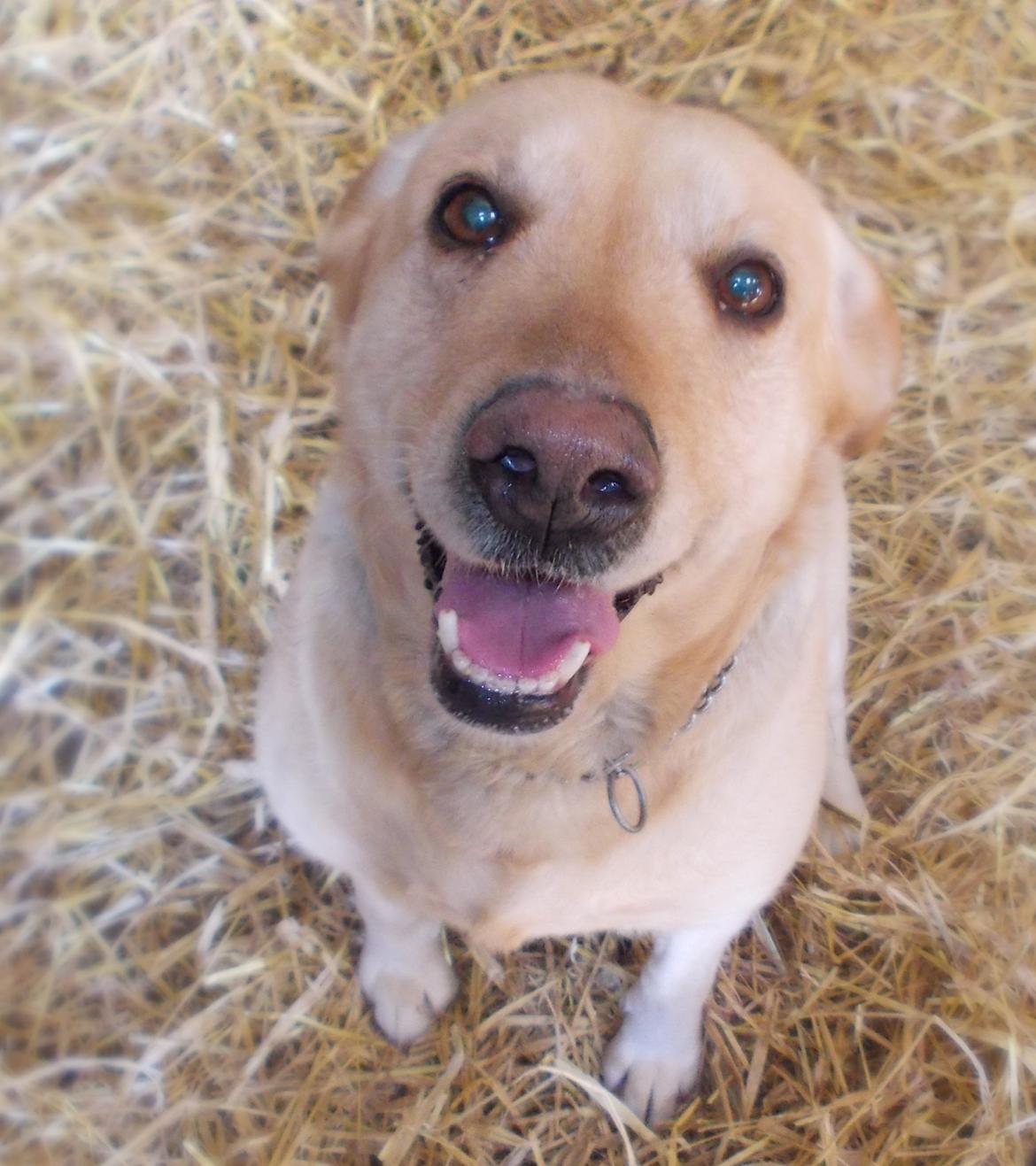 Labrador retriever Bessie billede 20