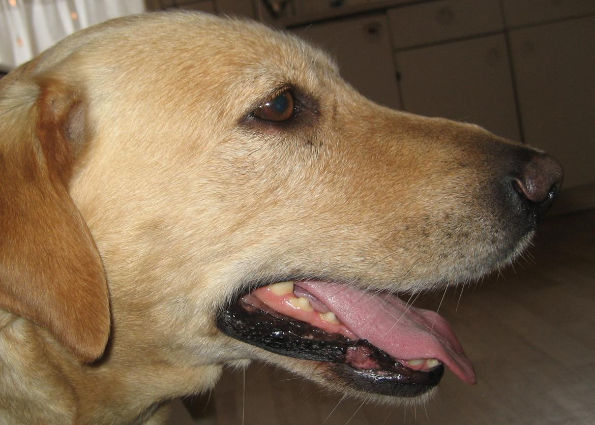 Labrador retriever Bessie - Smukke! billede 7