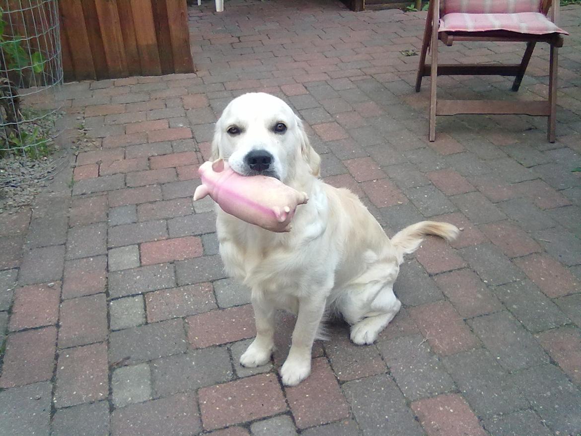 Golden retriever Carlo billede 19