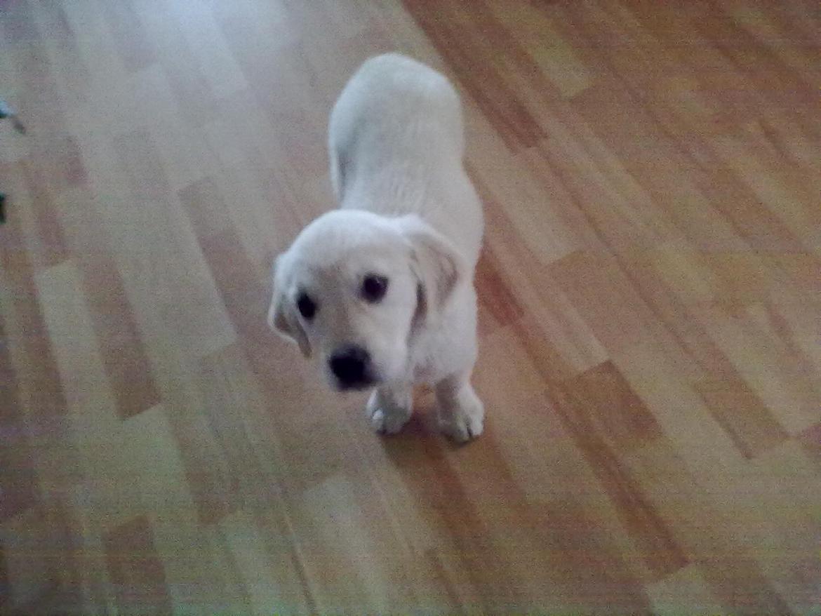 Golden retriever Carlo - Mini Carlo <3 billede 20