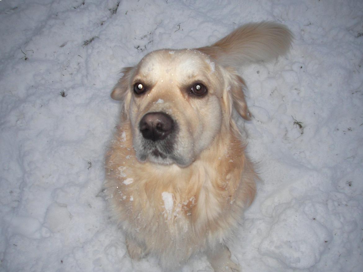 Golden retriever Carlo billede 22