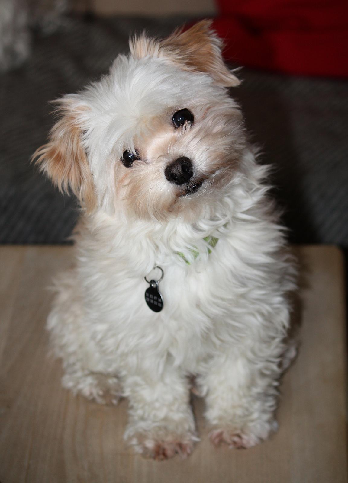 Blanding af racer Noah billede 2