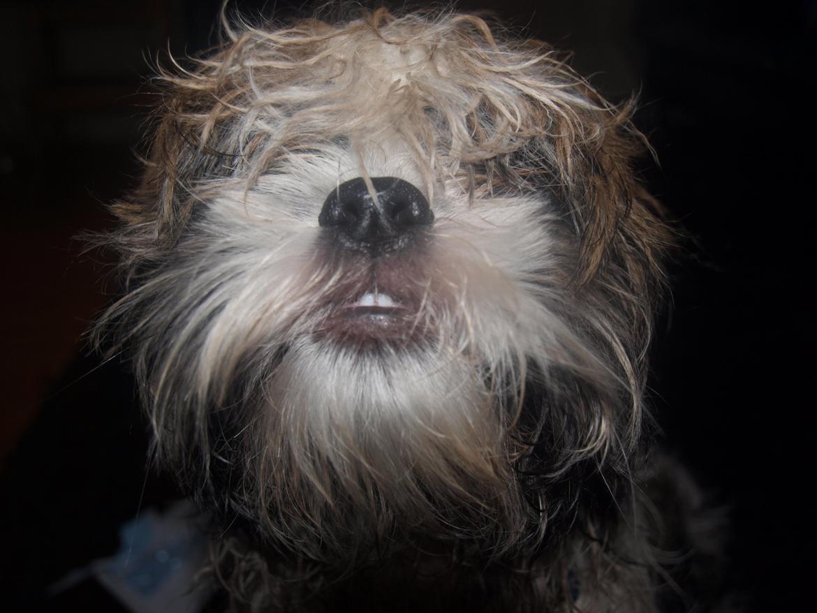 Shih tzu Hugo - Close up. billede 22