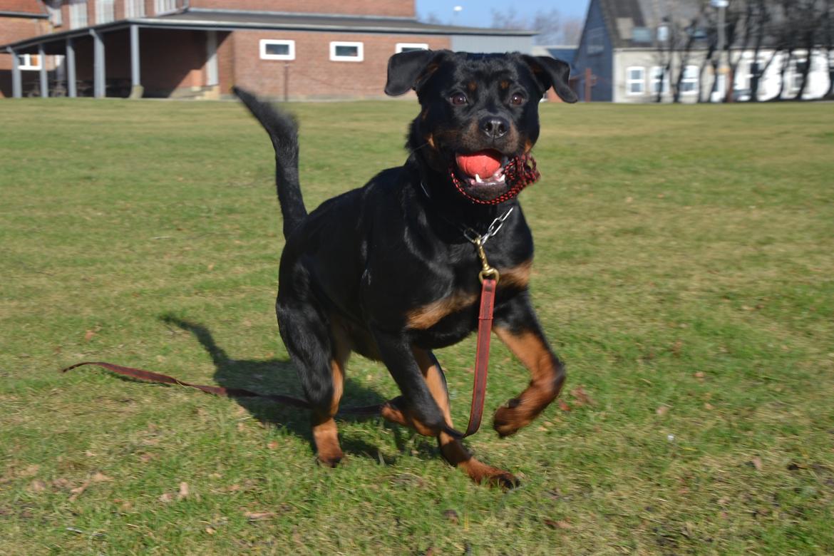 Rottweiler Frigg billede 16