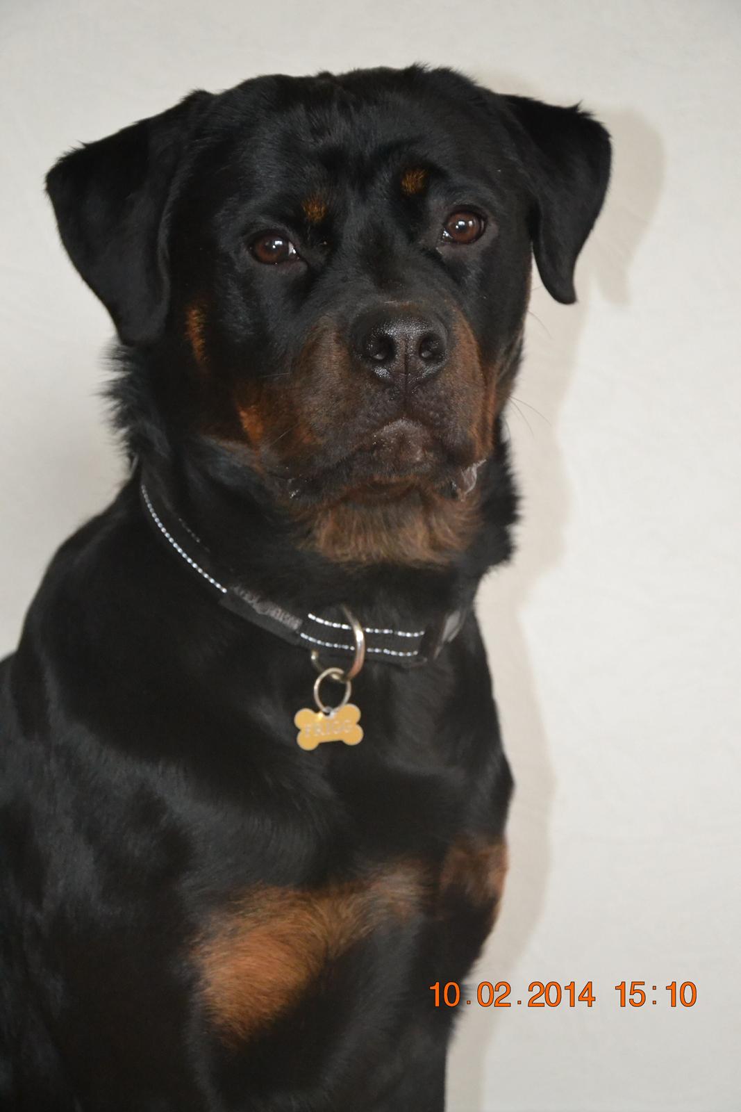 Rottweiler Frigg billede 18