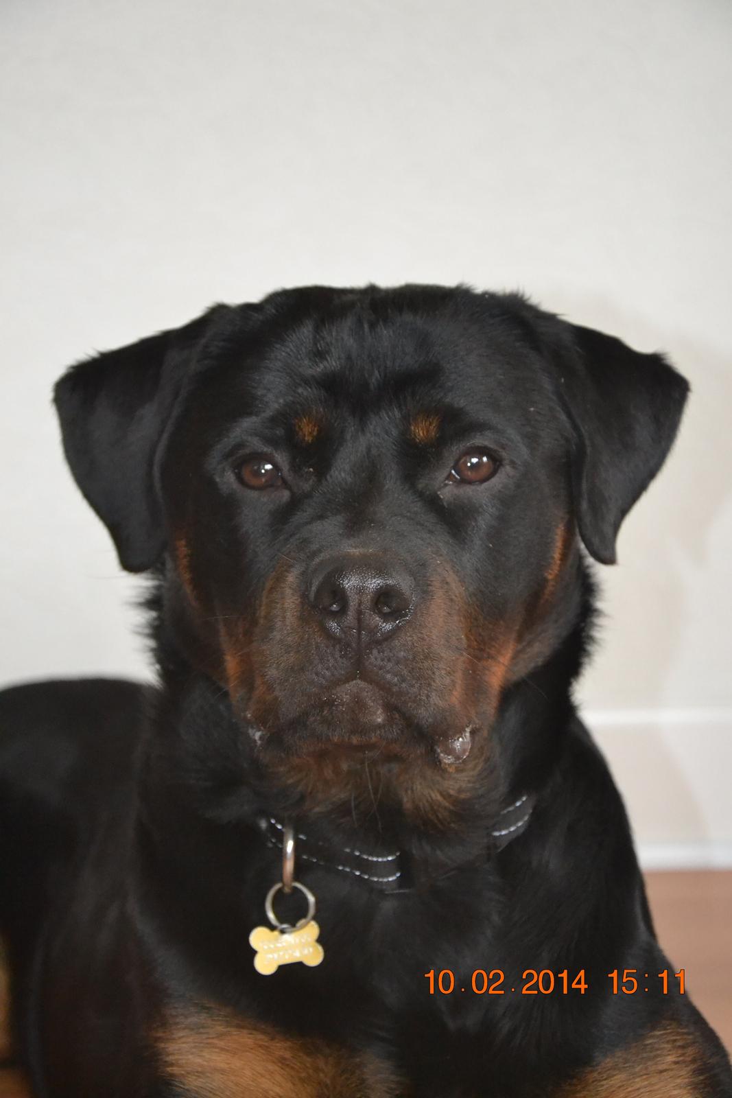 Rottweiler Frigg billede 19