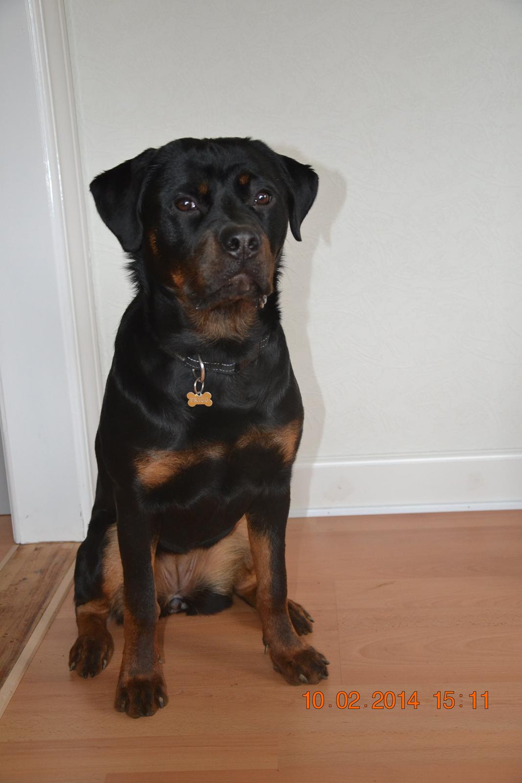 Rottweiler Frigg billede 20