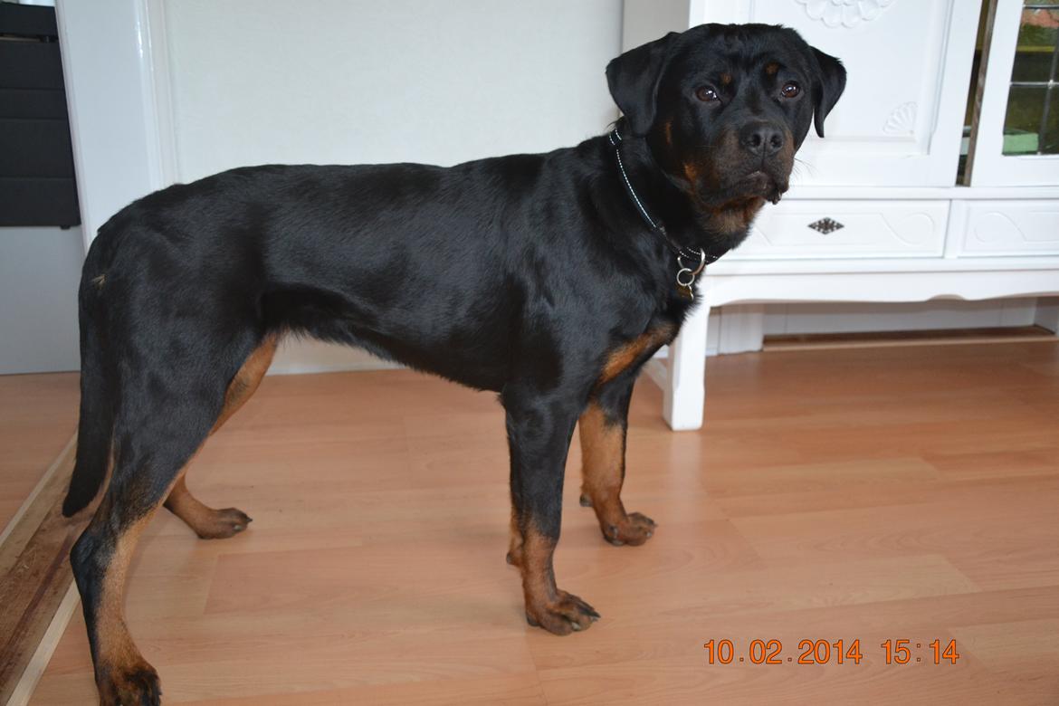 Rottweiler Frigg billede 21