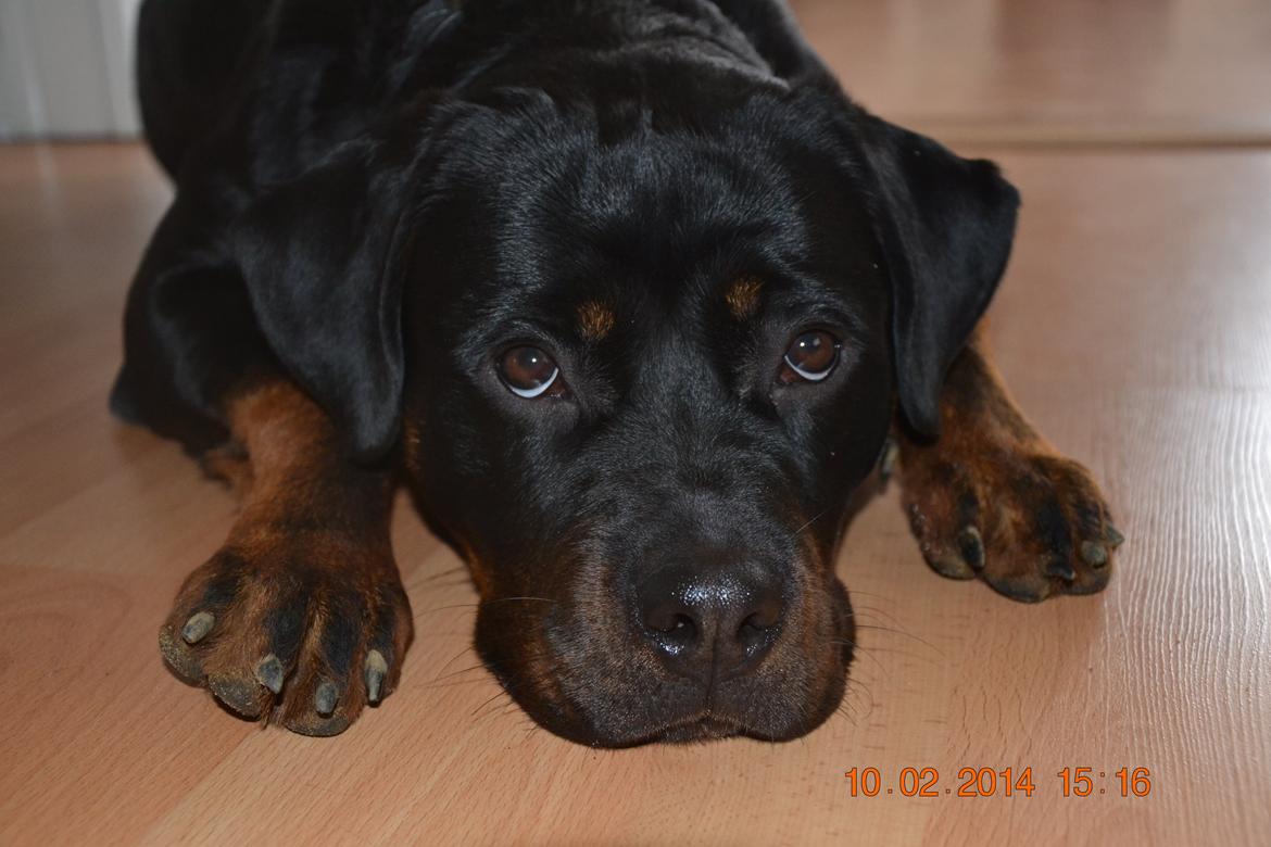 Rottweiler Frigg billede 22