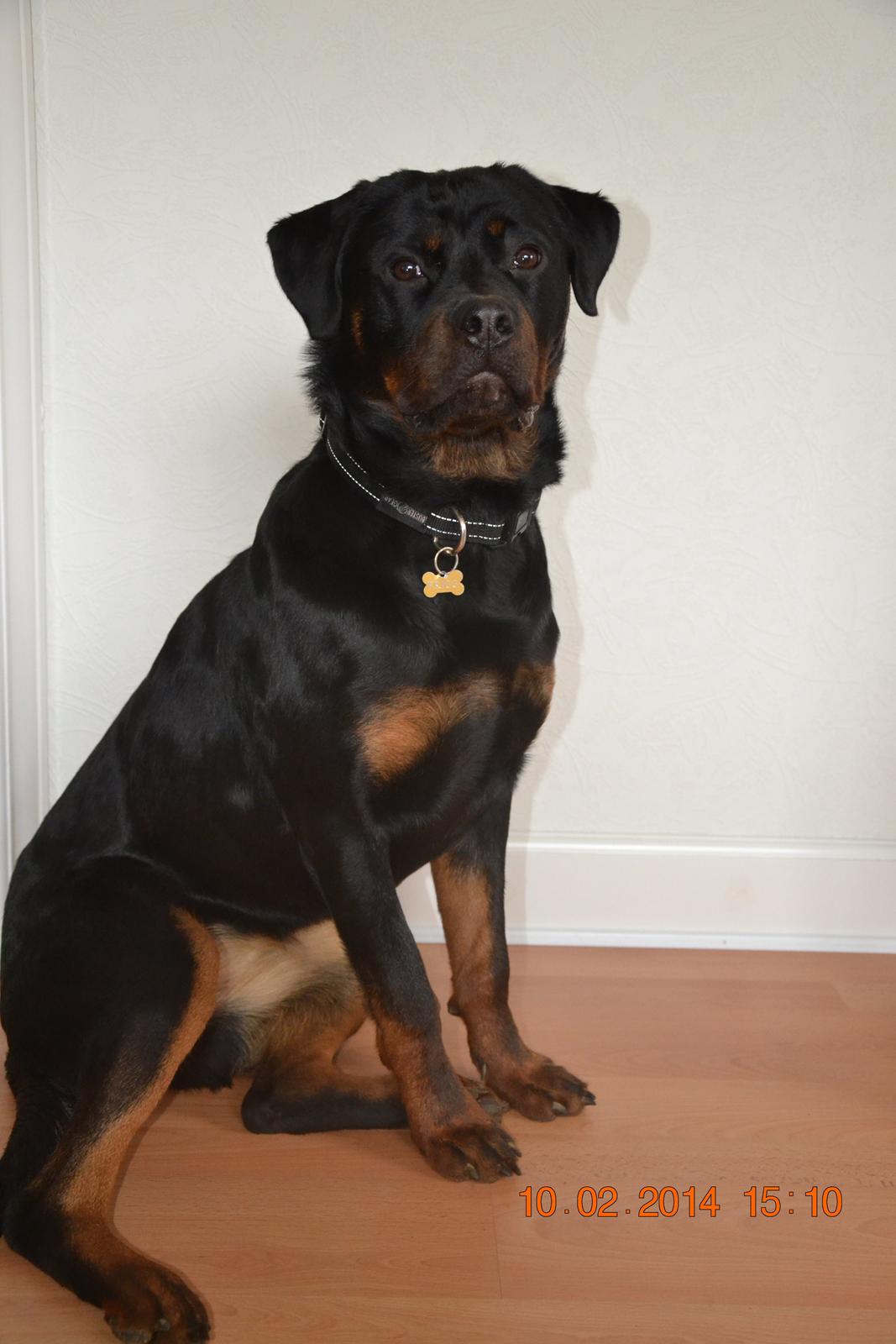 Rottweiler Frigg billede 17