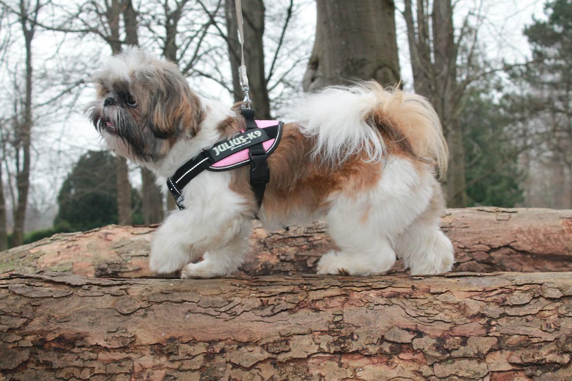 Shih tzu Maude - 13 måneder billede 21