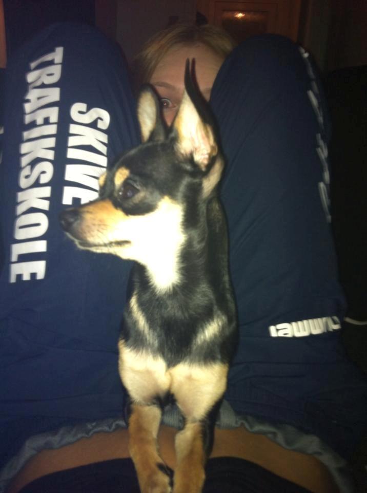 Chihuahua Tino billede 2