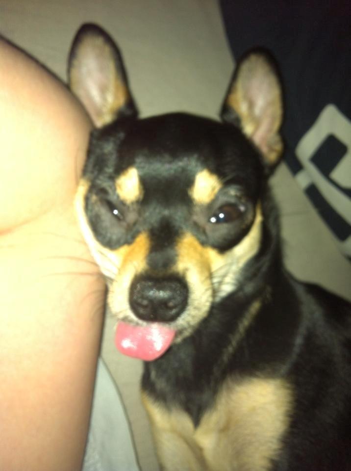 Chihuahua Tino - Ja han sover :D billede 3
