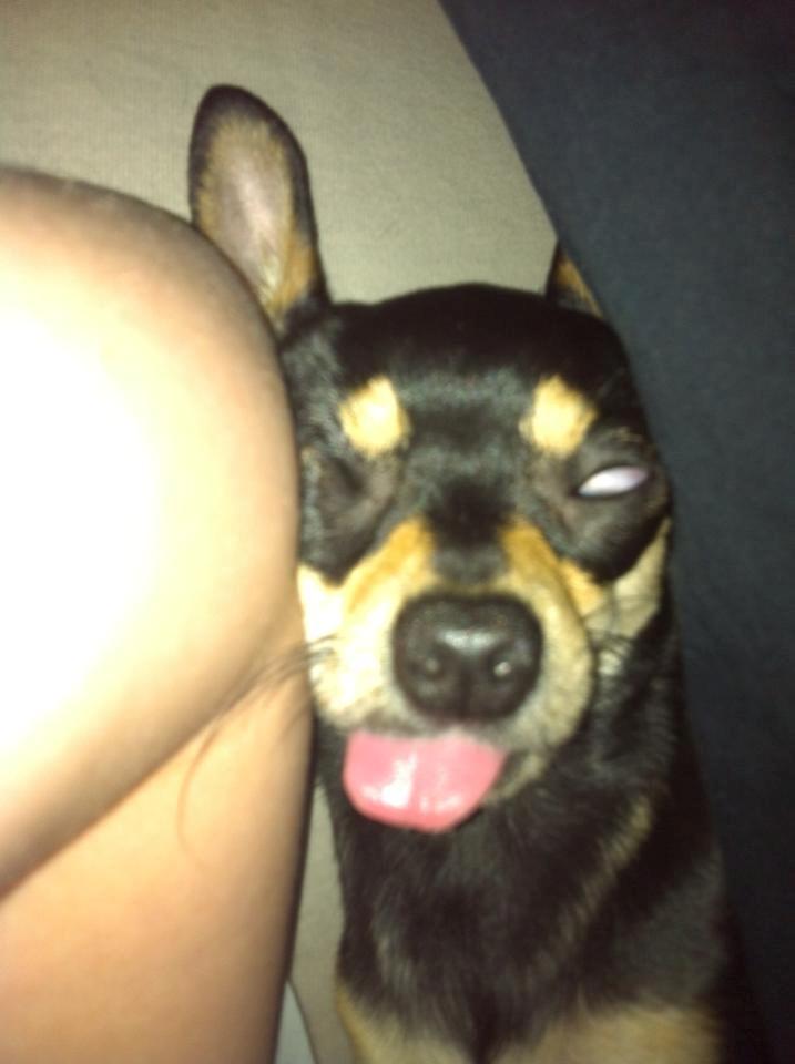 Chihuahua Tino - Sådan sover Tino igang imellem. Heldigvis har jeg aldrig påstået han er en normal hund :p billede 4