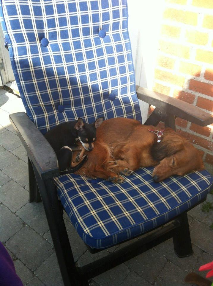 Chihuahua Tino billede 5