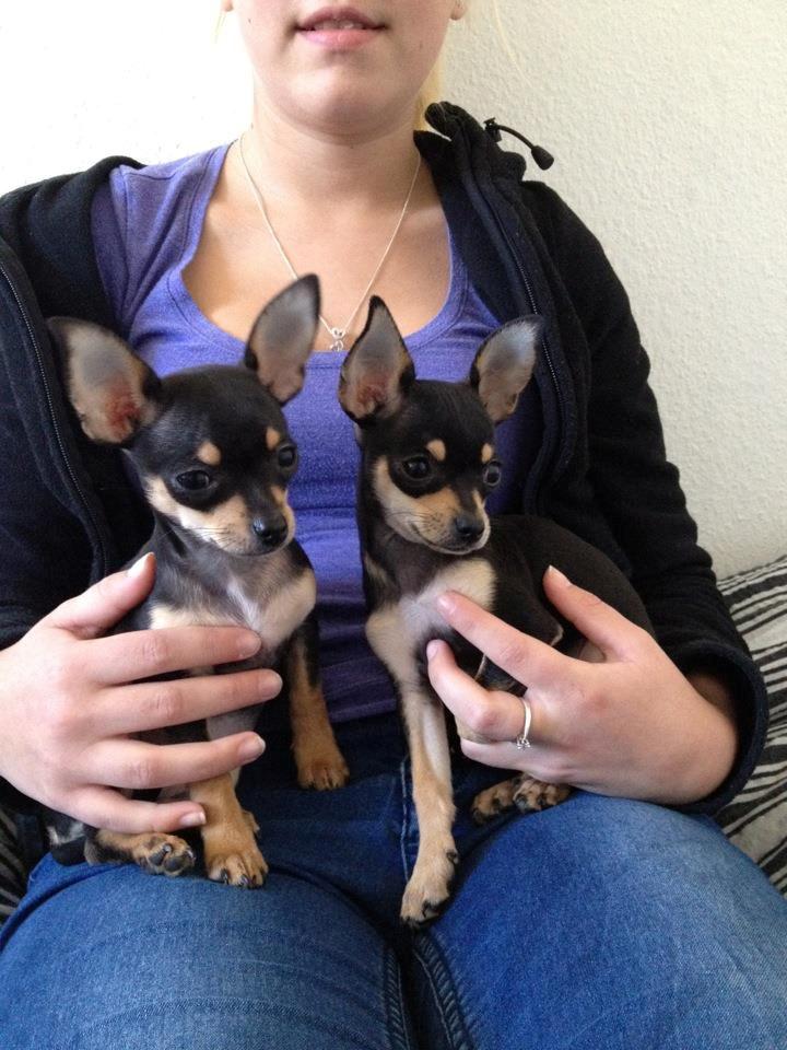 Chihuahua Tino billede 6