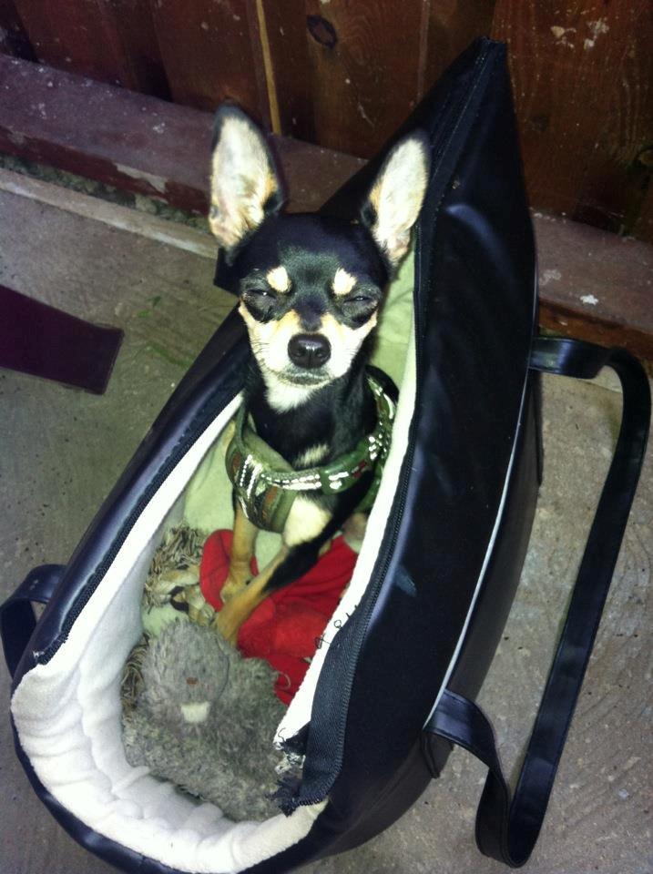 Chihuahua Tino billede 8