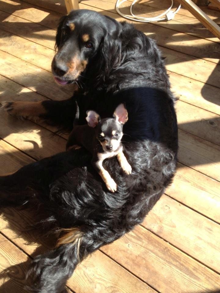 Chihuahua Tino billede 9