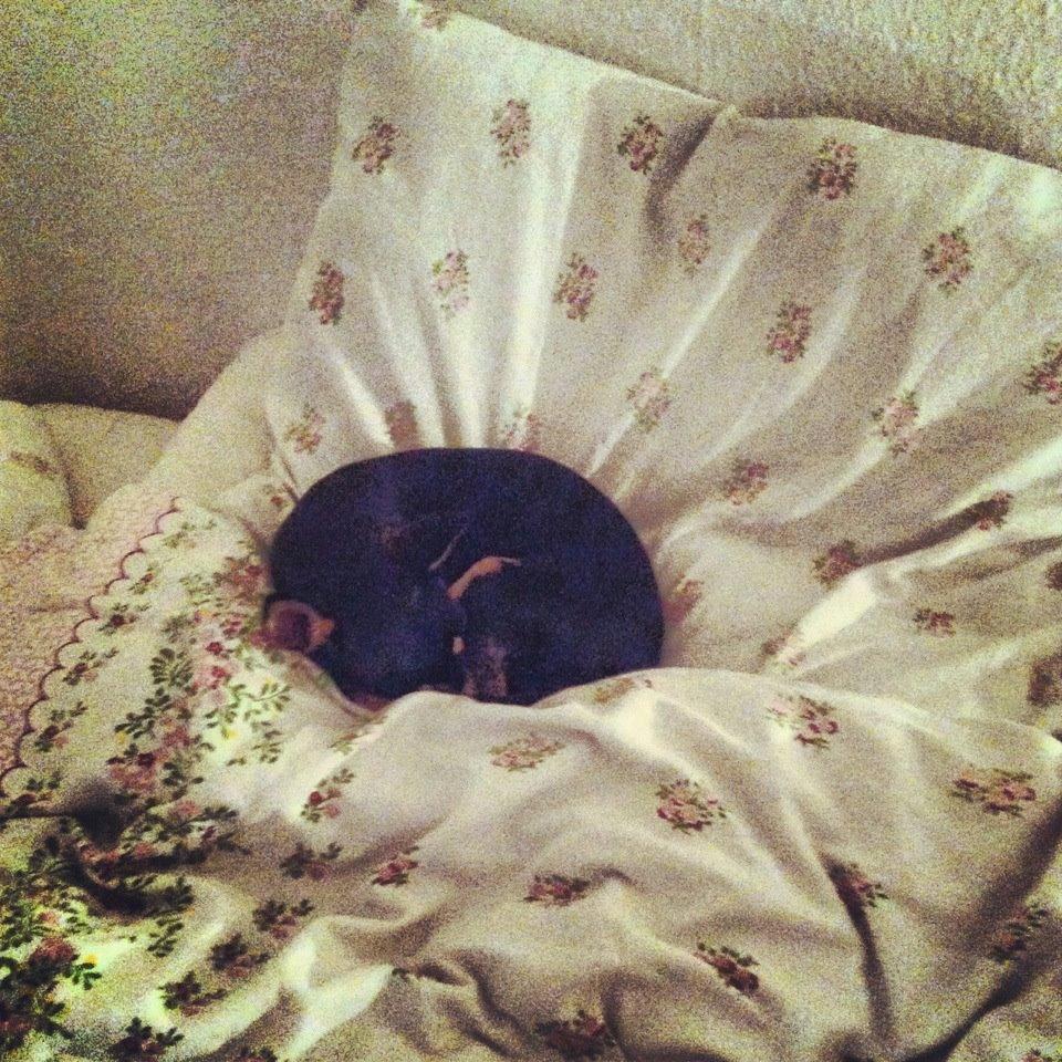 Chihuahua Tino billede 10