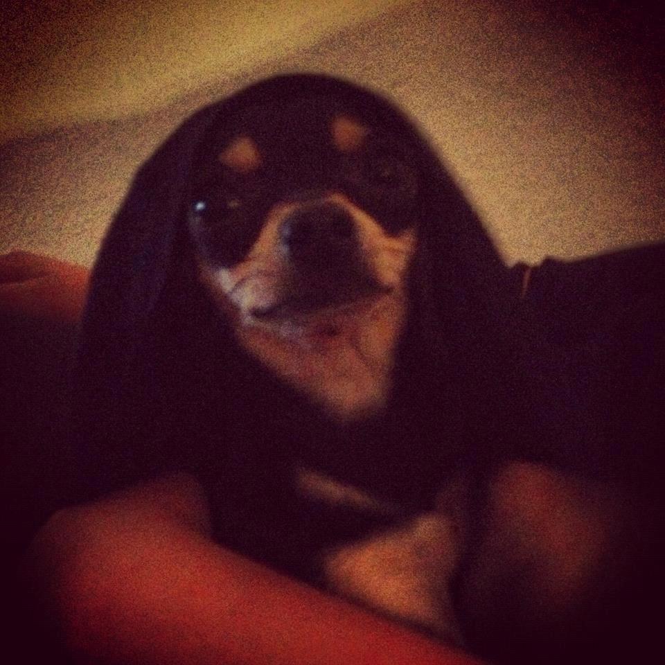 Chihuahua Tino billede 11