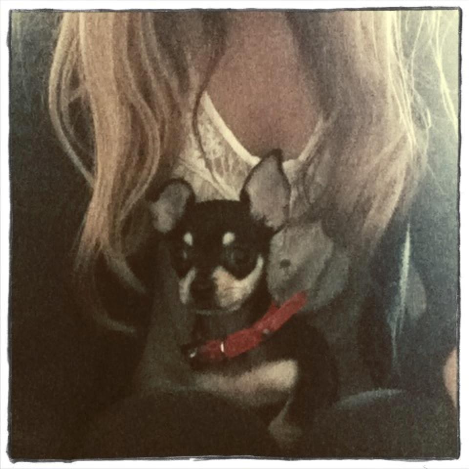 Chihuahua Tino - Den dag jeg fik ham <3 billede 12