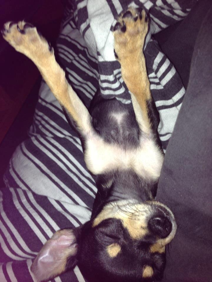 Chihuahua Tino billede 13