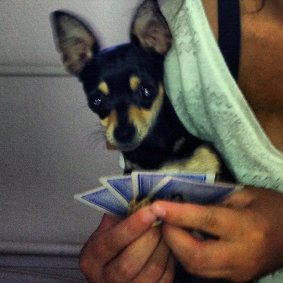 Chihuahua Tino - Tino kigger kort :o billede 14