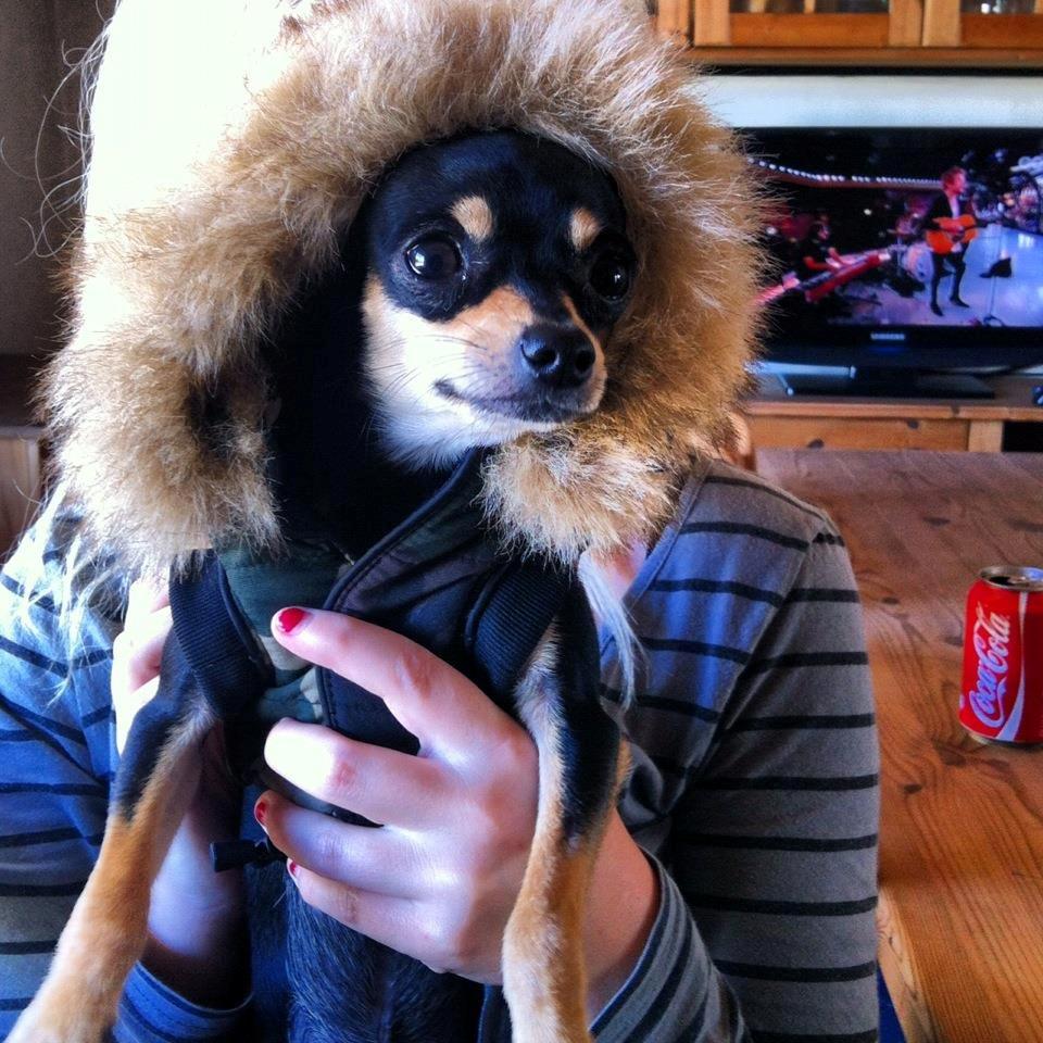 Chihuahua Tino billede 15