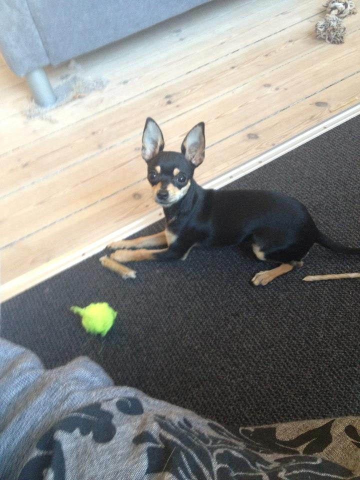 Chihuahua Tino billede 17