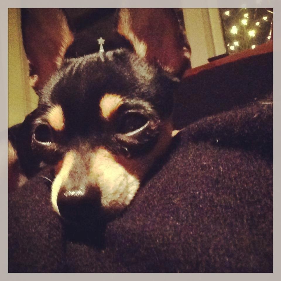 Chihuahua Tino billede 18