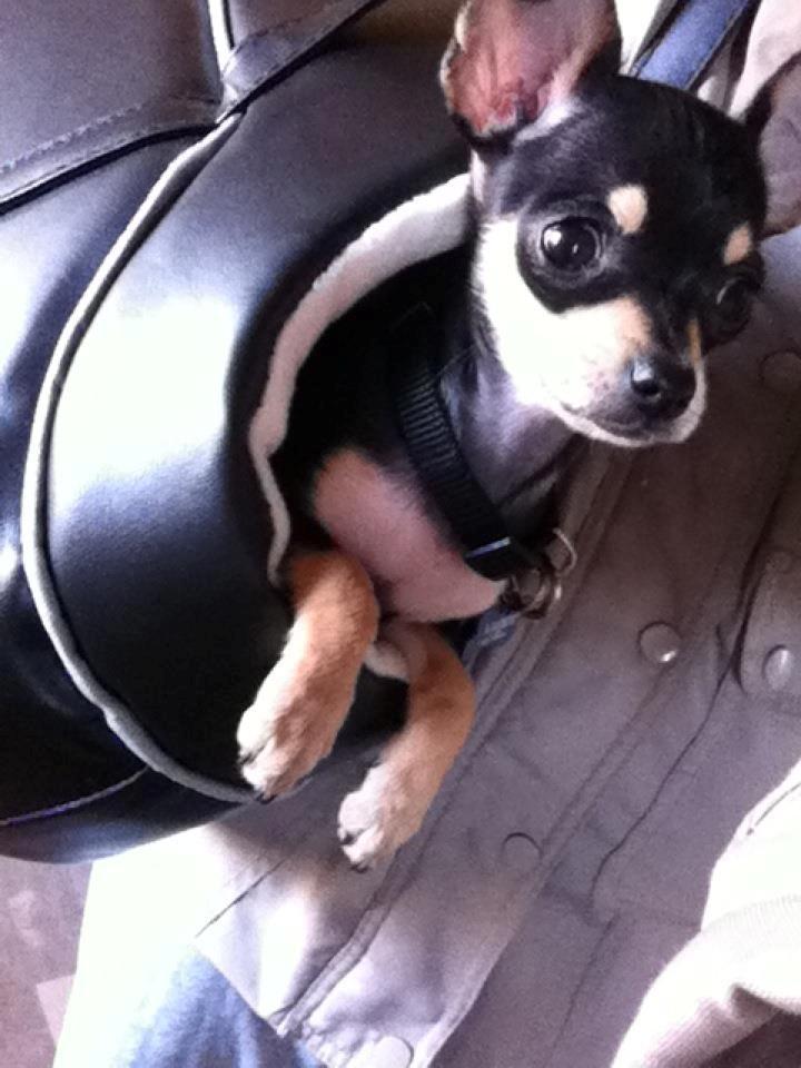 Chihuahua Tino billede 19