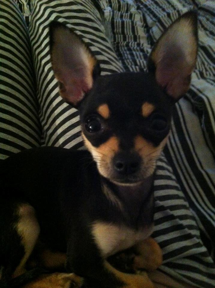 Chihuahua Tino billede 20