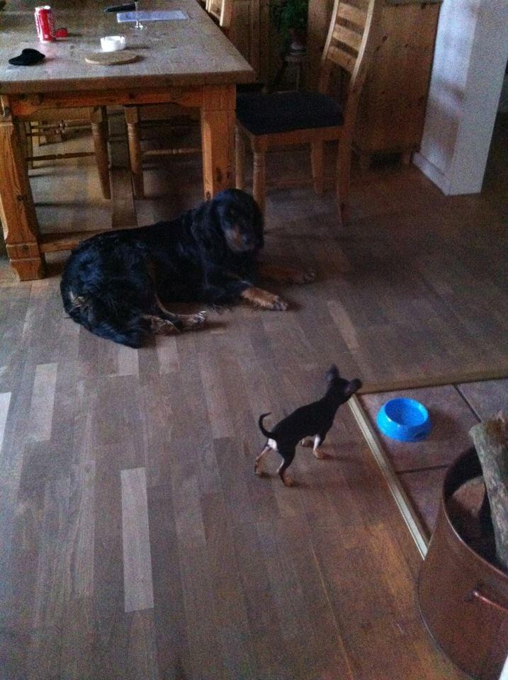 Chihuahua Tino billede 21