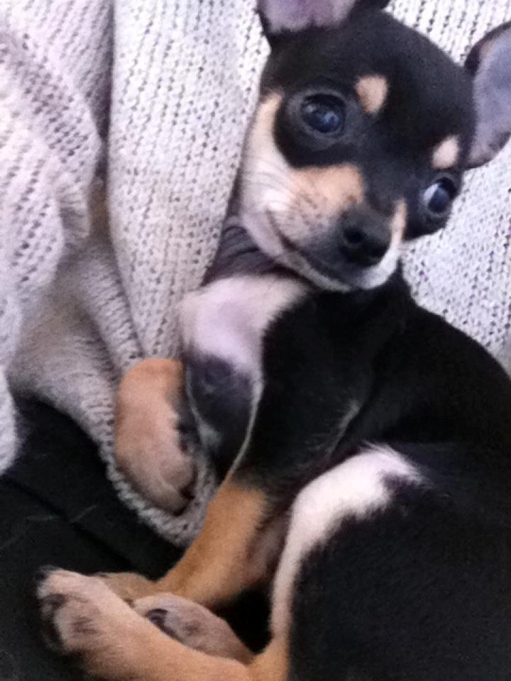 Chihuahua Tino billede 22